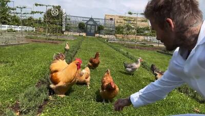 ویدیو| پیاده‌روی صبح‌گاهی دیوید بکام با مرغ و خروس!