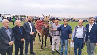 برگزاری جشنواره فرهنگی، ورزشی، زیبایی اسب اصیل ترکمن در مراتع زیبایی صوفیان کلاله