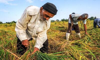 نماینده مردم بابلسر: امروز کشاورزان با دغدغه تامین سوخت مواجه هستند | خبرگزاری بین المللی شفقنا