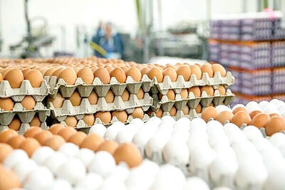 تخم مرغ کیلویی چند؟/ این کشورها مقصد صادراتی تخم مرغ شدند