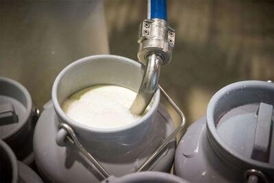 زاهدان قطب تولید شیر در سیستان‌وبلوچستان