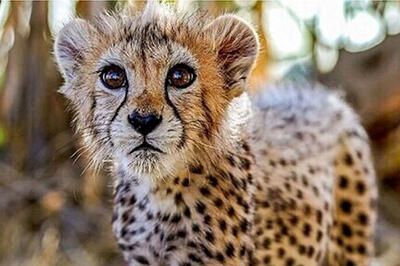 ۵۰ گونه جانوری ایران در خطر انقراض!