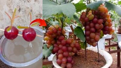 (ویدئو) نحوه پرورش درخت انگور با کمک دانه انگور در آب
