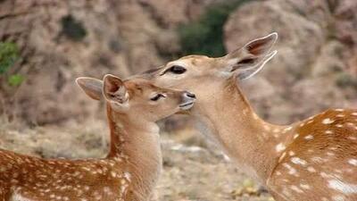 تولد اولین گوساله‌ گوزن زرد ایرانی در زیستگاه طبیعی پارک ملی «دز» (فیلم)