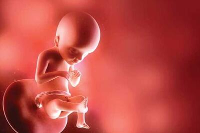 برپایی نمایشگاه «رویش زندگی» برای حامیان حیات جنین در هفته جمعیت