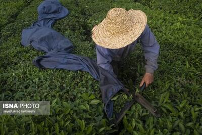 برداشت ۳۹ هزار تنی برگ سبز/ تولید ۸۵۰۰ تنی چای بهاره