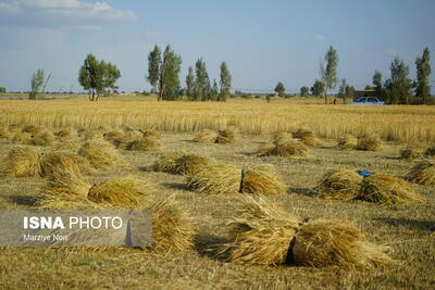 مبارزه با سن گندم در اراضی کشاورزی خراسان‌جنوبی