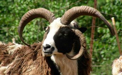 گوسفند «یعقوب»؛ گوسفندی باستانی و عجیب با چهار شاخ که یهودی‌ها ادعای مالکیتش را دارند! (+عکس)