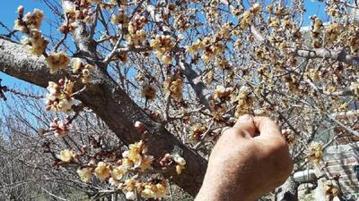 کشاورزان زنجانی محصولات خود را در برابر سرمای بهاره محافظت کنند
