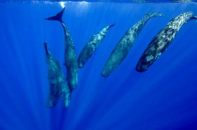 (تصاویر) کشف عجیب و جدید محققان: زبان نهنگ عنبر همانند انسان «الفبایی» است