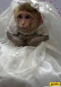 مراسم ازدواج 2 میمون در باغ وحش تهران! +عکس