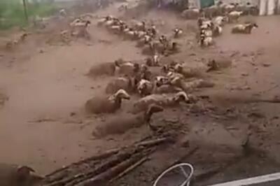 لحظه گرفتار شدن گله گوسفند در سیل مشهد | آب گوسفندها را برد