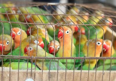 محموله قاچاق پرندگان زینتی در بیرجند متوقف شد - تسنیم