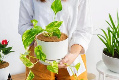 برای پهن شدن برگ گیاهان آپارتمانی چه شرایطی لازم است ؟