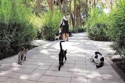 هزینه ۸۰میلیون تومانی یک خانم برای گربه‌های پارک لاله