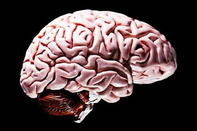 اولین مینی مغز جهان با سد خونی مغزی ایجاد شد(+عکس)