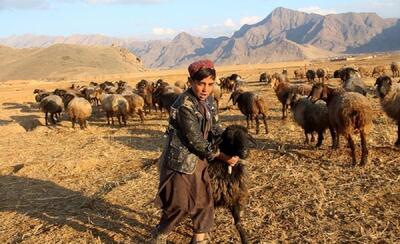 طلای پشمالوی افغانستانی؛ گوسفند نژاد «عربی افغان» قدیمی‌ترین گوسفند اهلی جهان! (+عکس)