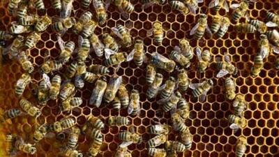 فرآورده های زنبور عسل از مالیات معاف شد