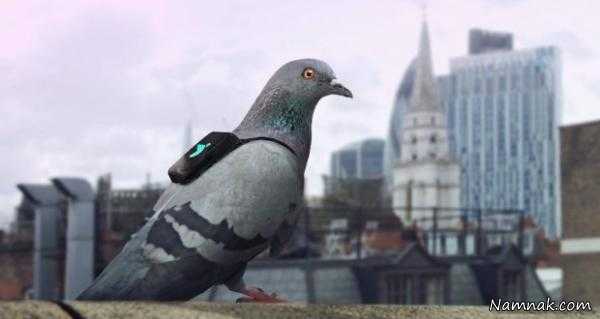 کبوتران لندنی ماموریت ویژه ای پیش رو دارند!+تصاویر