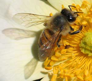 زنبورها غریبه ها را نیش می زنند