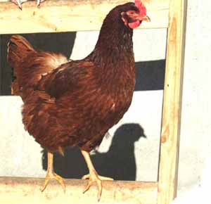 بررسی و مقایسه روشهای مختلف شیمیایی و تغذیه‌ای تولک اجباری در سیکل دوم تولید مرغهای تخمگذار صنعتی