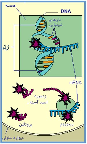 DNA دگرگون مساوی با پروتئین دگرگون