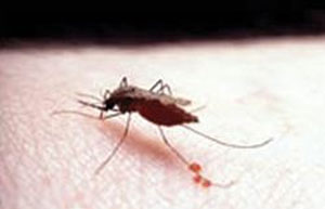 رابطه تغییر آب و هوا با افزایش مالاریا