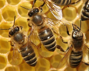زنبور درمانی; از دیروز تا امروز