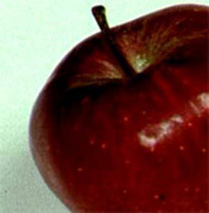 تاثیر خوردن سیب در دوران بارداری بر سلامت جنین