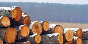 نگاهی به مشکلات منابع چوب در جنگل‌های شمال