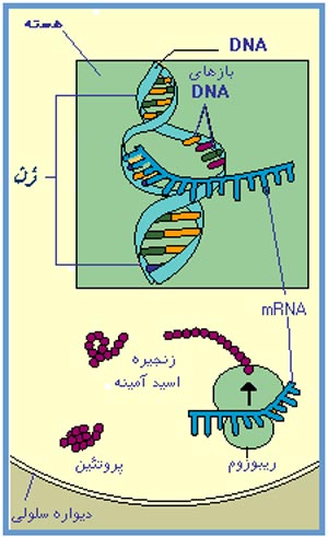 RNA  می دهد DNA می دهد پروتئین