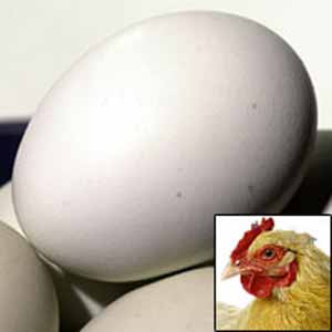 مصرف روغن کتان در جیره مرغ های تخم گذار و تأثیر آن بر کیفیت تخم مرغ، محتویات اسیدهای چرب و کلسترول زرده تخم مرغ