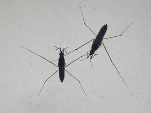 حشرات چگونه روی سقف و دیوار راه می روند؟
