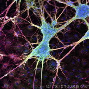 غلاف سلولهای عصبی از چه زمانی خاصیت محافظتی خود را کسب کردند