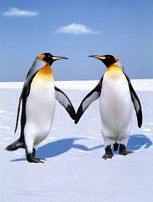 زندگی پنگوئن ها