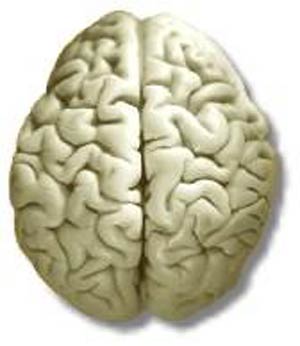 درباره مغز انسان
