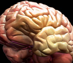 مغز باهوش‌ها بزرگتر است؟