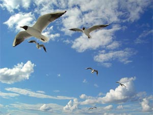 آیا می دانستید پرندگان مهاجر چگونه مسیریابی می کنند؟