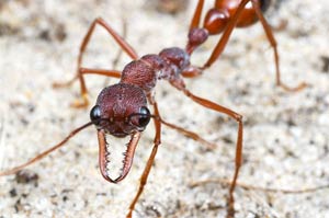 مورچه بولداگ (Bulldog Ant)