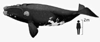 نهنگهای «رایت»