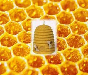 کشف معمای چگونگی حفظ دمای کندوی زنبورها
