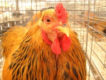 بررسی اثر متقابل آنزیم های زایلاناز و فیتاز در جیره غذایی بر پایه گندم در مرغ های تخم گذار تجاری