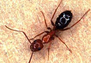 مورچه های آموزگار