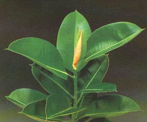 فیکوس (Ficus elastica)