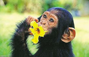 نخستین فسیل شمپانزه