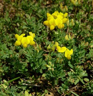 تأثیر برخی ترکیبات آللوپاتیک بر شاخصهای جوانه زنی بذر شبدر پنجه کلاغی(Lotus corniculatus L.)