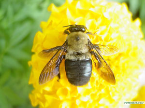 راستی اینها را راجب زنبور عسل میدانستید؟