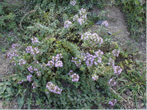 آویشن ماورای خزری Thymus transcaspicus