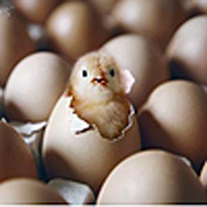 چرا پرندگان تخم می‌گذارند؟