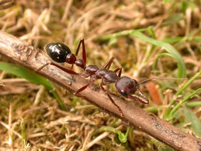 چطور مورچه‌ها راه لانه‌شان را پیدا می‌کنند؟